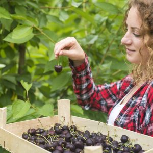 Beautiful woman enjoying picking up cherries in green orchard.