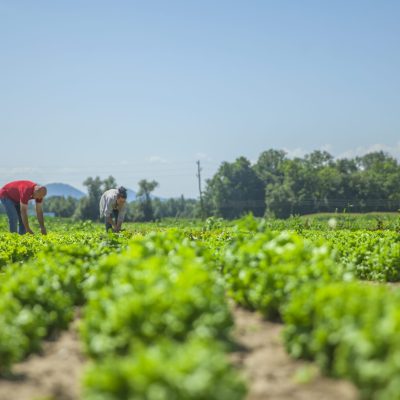 So many vegetables on this field. It`s a nice summer day.
